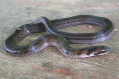 Erythrolamprus pygmaeus