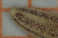 Sinclairia glabra