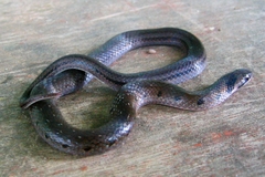 Erythrolamprus pygmaeus