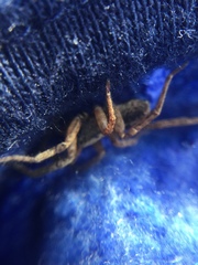 Trochosa sepulchralis