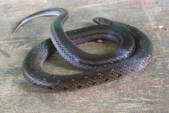 Erythrolamprus pygmaeus