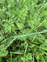 Anthriscus caucalis