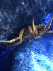 Trochosa sepulchralis