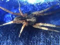 Trochosa sepulchralis