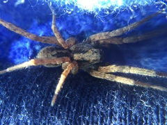 Trochosa sepulchralis