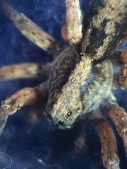 Trochosa sepulchralis