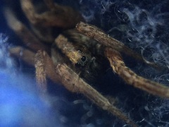 Trochosa sepulchralis