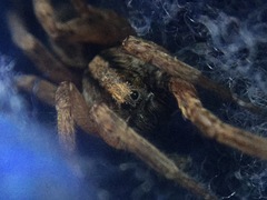 Trochosa sepulchralis