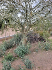Parkinsonia praecox