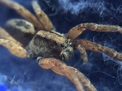 Trochosa sepulchralis