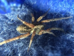 Trochosa sepulchralis