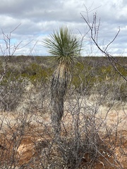 Yucca elata