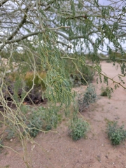 Parkinsonia praecox