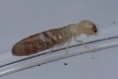 Coptotermes formosanus