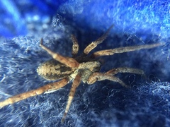 Trochosa sepulchralis