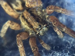 Trochosa sepulchralis