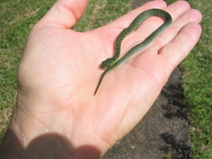 Erythrolamprus pygmaeus