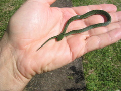 Erythrolamprus pygmaeus