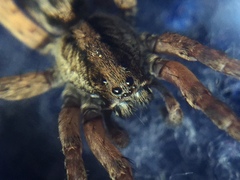 Trochosa sepulchralis