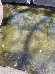 Hydrilla verticillata