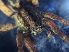 Trochosa sepulchralis