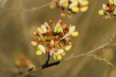 Coursetia glandulosa