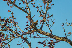 Cardinalis cardinalis igneus