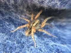 Trochosa sepulchralis