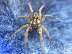 Trochosa sepulchralis