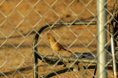 Cardinalis cardinalis igneus