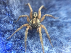 Trochosa sepulchralis