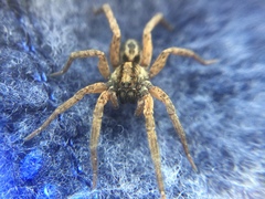 Trochosa sepulchralis