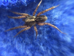 Trochosa sepulchralis