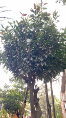 Ficus elastica