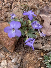 Viola pedata