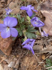 Viola pedata
