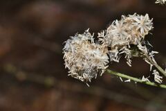 Fleischmannia sonorae