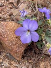 Viola pedata