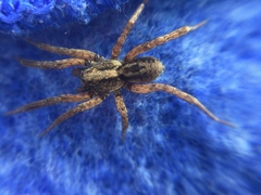 Trochosa sepulchralis