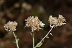 Fleischmannia sonorae