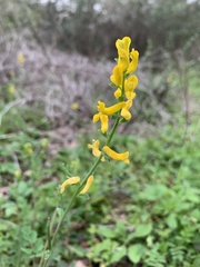 Corydalis