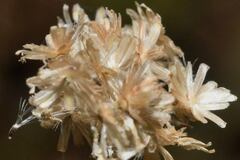 Fleischmannia sonorae