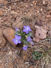 Viola pedata