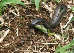 Erythrolamprus pygmaeus