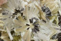 Fleischmannia sonorae