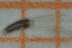 Fleischmannia sonorae