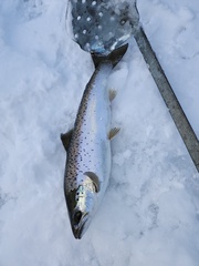 Salmo salar