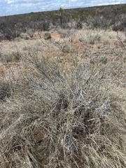Ephedra trifurca