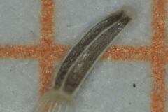 Fleischmannia sonorae