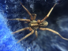 Trochosa sepulchralis